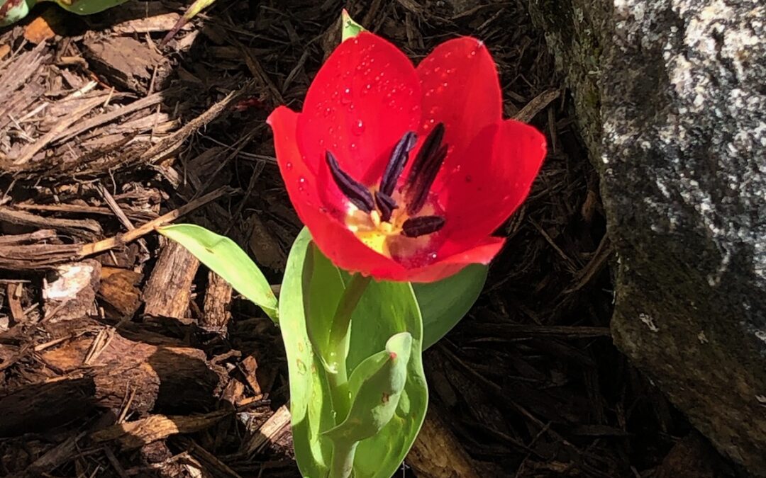From MEA’s Executive Director – Rachelle Bristol: Light, Hope and Tulips